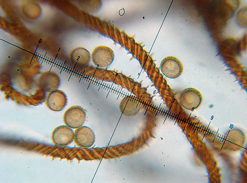 Metatrichia vesparium